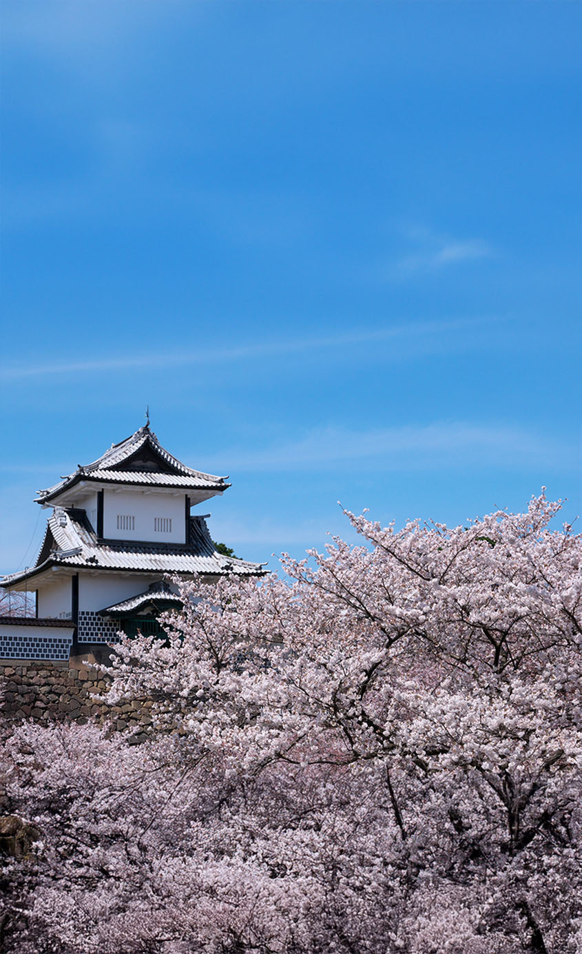 石川県 七尾市 河津桜